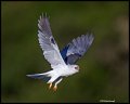 _4SB2946 white-tailed kite